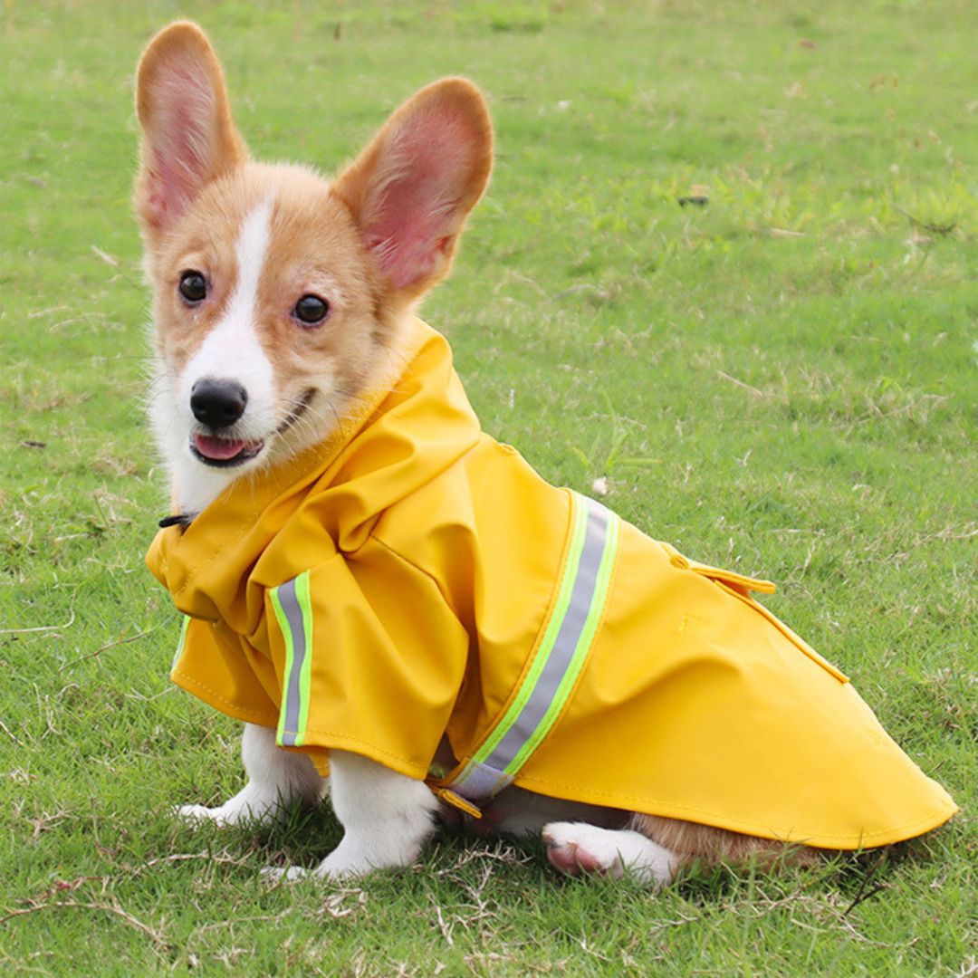 Corgi-Welpe im gelben Regenmantel auf grünem Gras, Hundebekleidung, Haustiermode.