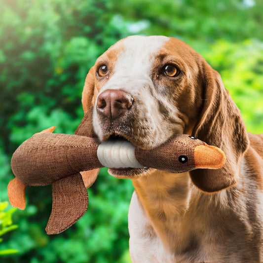Hund mit braunem Plüschspielzeug-Ente im Maul, draußen im Grünen.