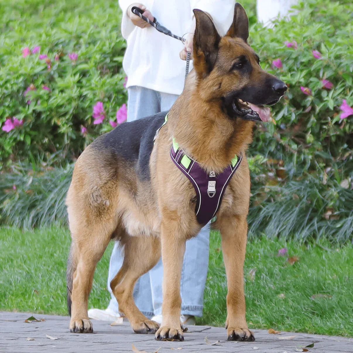 Anti-Trek Hundegeschirr mit Komfortpolsterung – PullFree