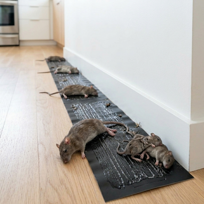 Lange schwarze Klebefalle an einer weißen Fußleiste, auf der mehrere Ratten kleben 1