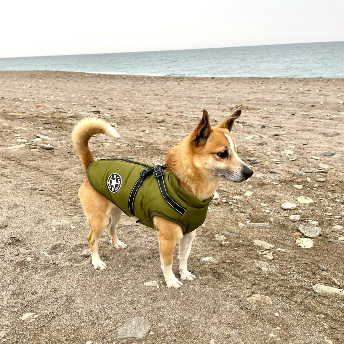 Hund in der olivgrünen Jacke mit Geschirr steht aufmerksam an einem Strand mit Meer im Hintergrund. 10
