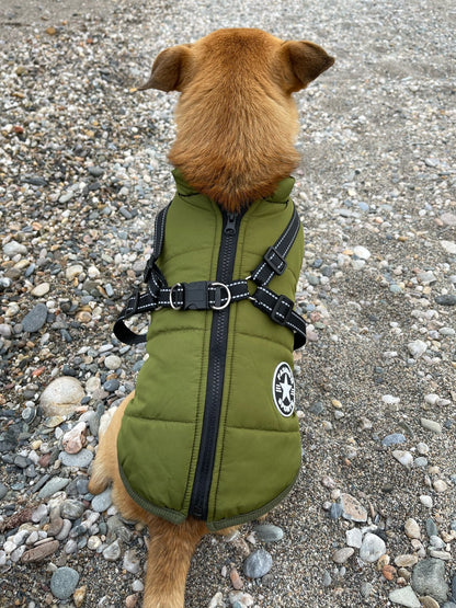 Rückenansicht eines Hundes in der grünen Jacke mit Reißverschluss und gekreuztem Geschirr auf Kieselstrand. 13