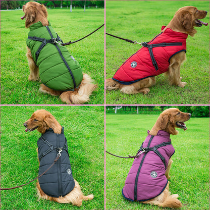 Vier Ansichten eines Golden Retrievers auf einer Wiese, der die Jacke in Grün, Rot, Schwarz und Violett trägt. 3