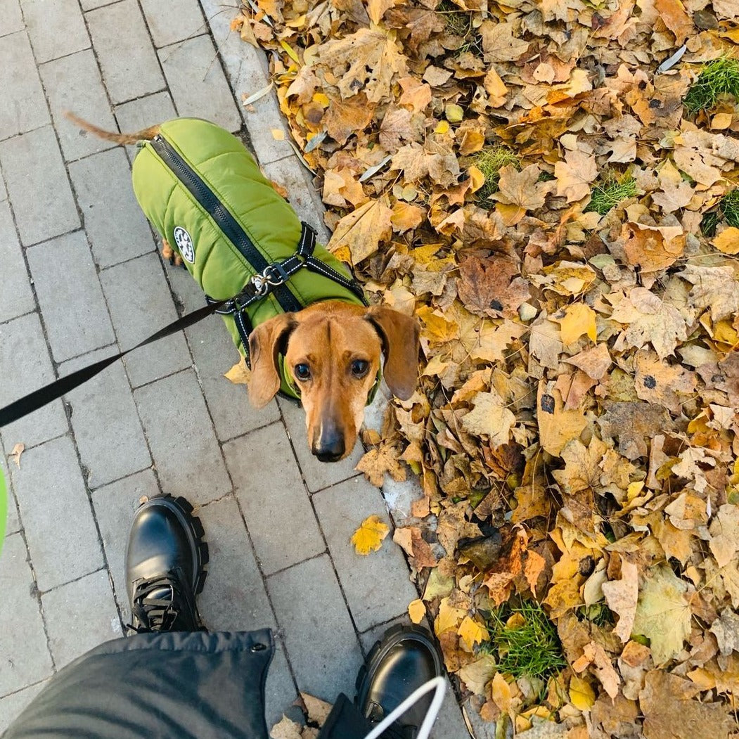 Dackel in der grünen Jacke schaut von oben in die Kamera, daneben Herbstlaub und Pflastersteine. 7