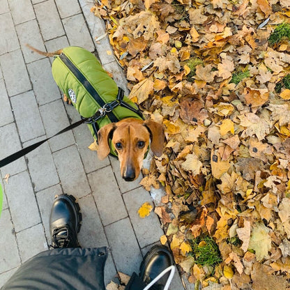 Dackel in der grünen Jacke schaut von oben in die Kamera, daneben Herbstlaub und Pflastersteine. 7