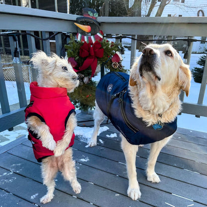 Zwei Hunde auf einer verschneiten Terrasse, der kleine in Rot, der große Retriever in Marineblau. 8