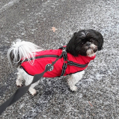 Kleiner schwarz-weißer Hund an der Leine trägt die rote Jacke mit Geschirr auf winterlich nassem Asphalt. 9