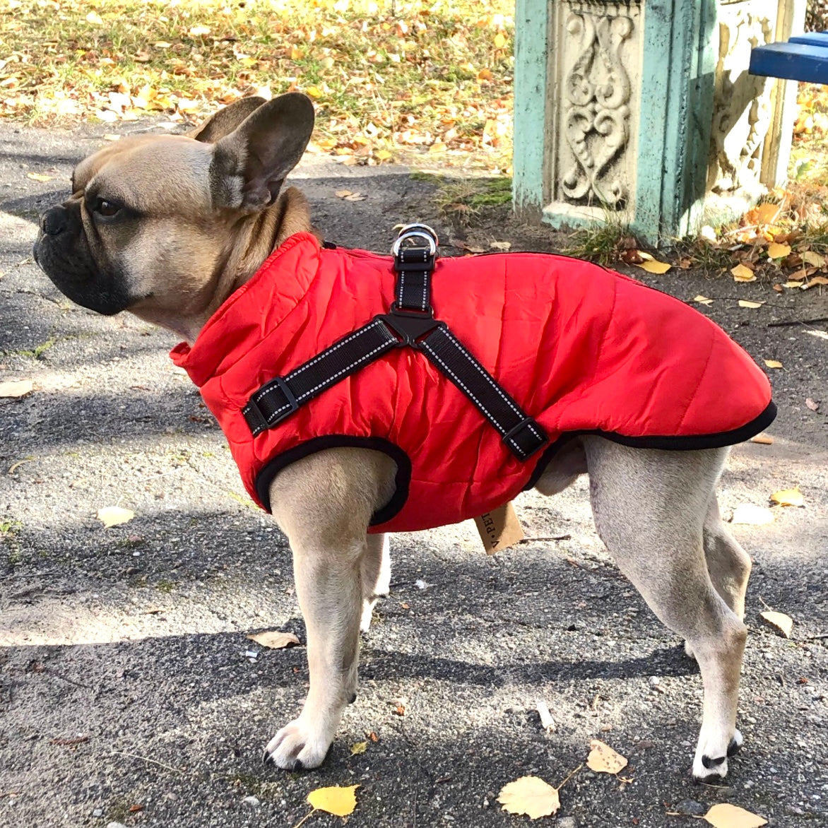 Französische Bulldogge im Profil trägt die rote Jacke mit schwarzem Geschirr auf einem herbstlichen Weg. 1