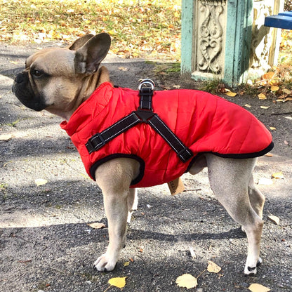 Französische Bulldogge im Profil trägt die rote Jacke mit schwarzem Geschirr auf einem herbstlichen Weg. 1
