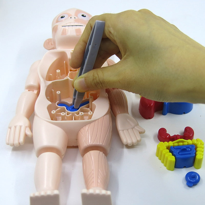 Lehrreiche Anatomieset für Kinder – Dr. Bones