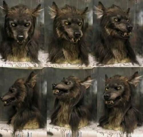 Sechs Ansichten der Werwolfmaske auf einem Ständer, von vorn, von der Seite und schräg, mit langem dunklem Fell. 2