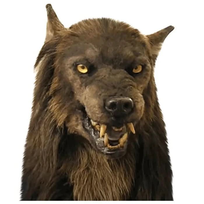Werwolfmaske frontal vor weißem Hintergrund freigestellt, mit gelben Augen, gebleckten Reißzähnen und dichtem braunem Fell. 4