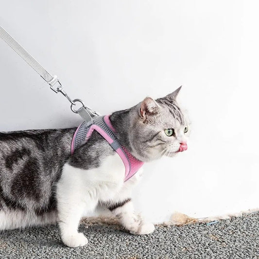 Verstellbares Katzengeschirr mit Leine – WhiskerWander