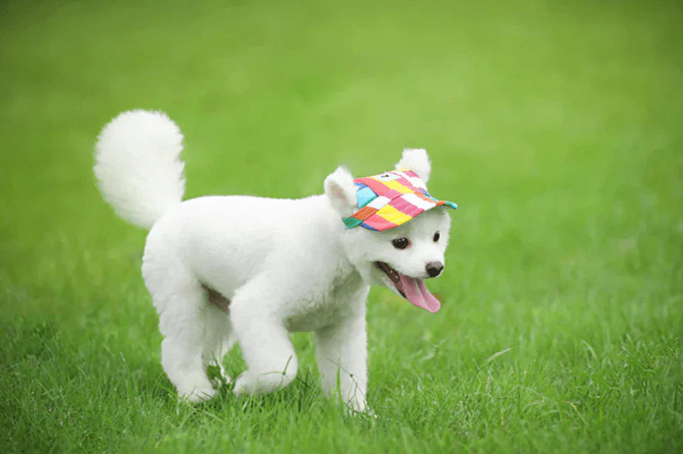 Weißer Hund mit buntem Hut auf grünem Gras, Haustiermode, Sommeraccessoire für Hunde.