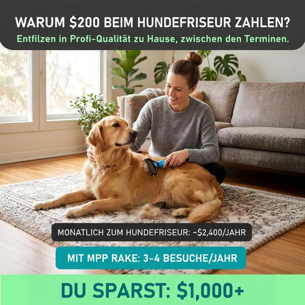 Frau kämmt zu Hause auf einem Teppich einen liegenden Golden Retriever mit dem blauen Rechen, daneben ein Haufen ausgekämmter Haare. 2