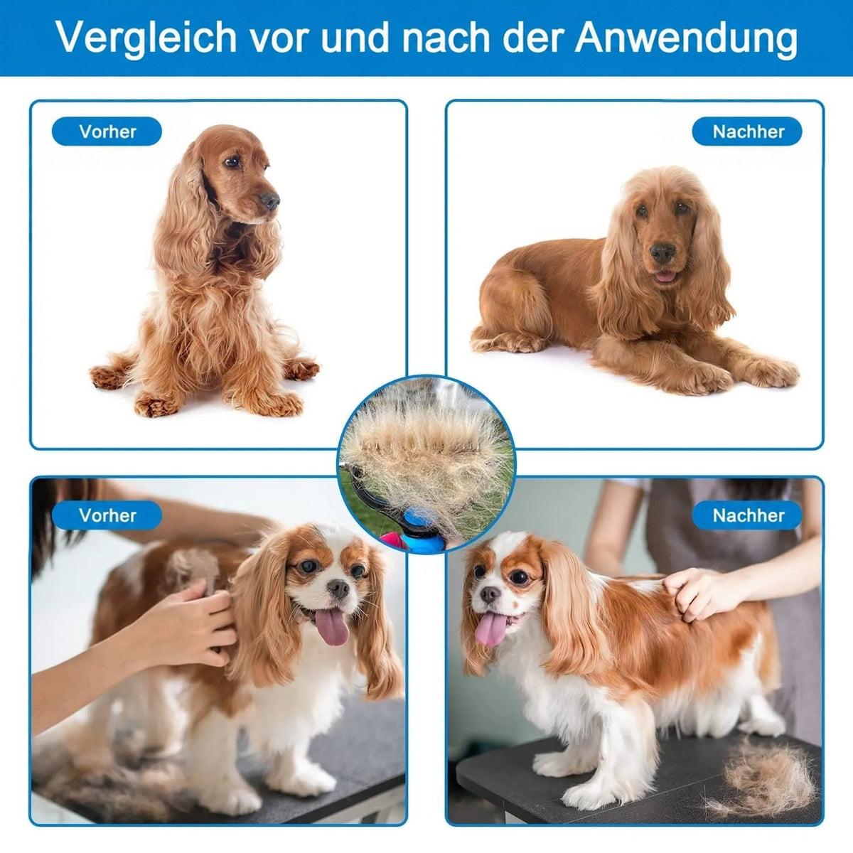 Vorher-nachher-Vergleich von Cockerspaniel und Cavalier King Charles Spaniel, in der Mitte ein Rechen voller ausgekämmter Unterwolle. 6