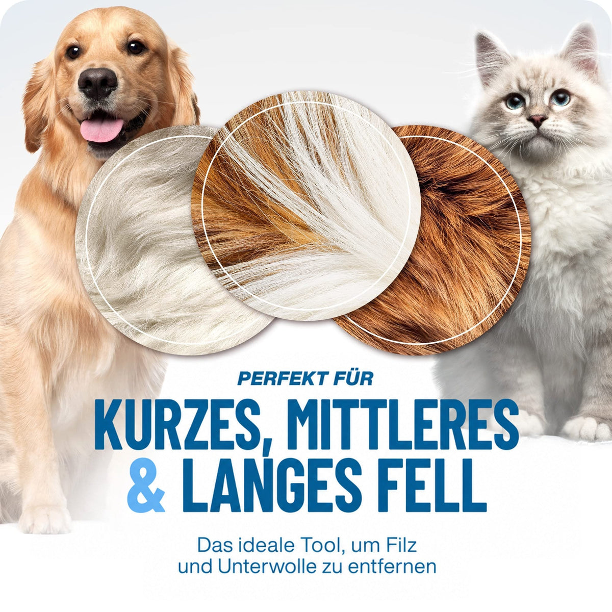 Golden Retriever und weiße Langhaarkatze mit drei Nahaufnahmen von Fell unterschiedlicher Länge, passend für kurze bis lange Felle. 5