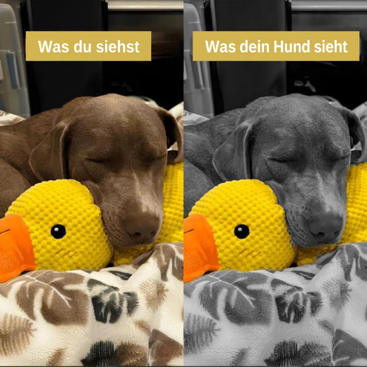 Schlafender brauner Hund an der Plüschente, Farbansicht neben Graustufenansicht, niederländische Textversion 9