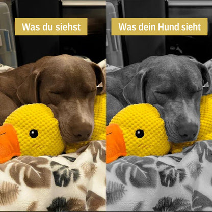 Schlafender brauner Hund an der Plüschente, Farbansicht neben Graustufenansicht, niederländische Textversion 9