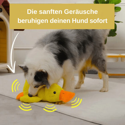 Collie-Mischling beschnuppert die Plüschente auf dem Teppich, gelbe Schallwellen deuten leises Quaken an 5