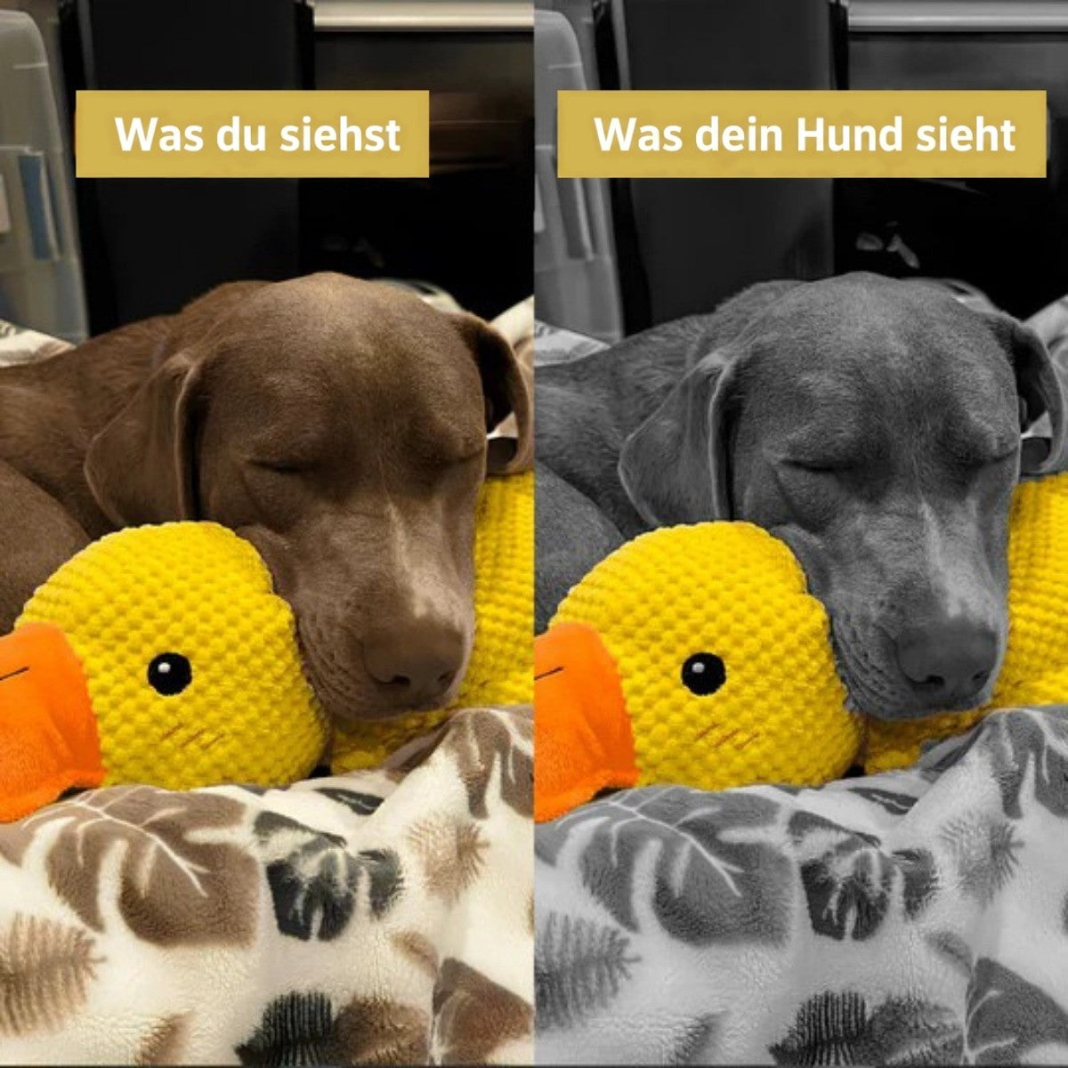 Schlafender brauner Hund an der Plüschente, links in Farbe, rechts als Graustufen-Hundesicht 6