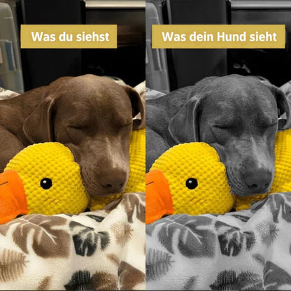 Schlafender brauner Hund an der Plüschente, links in Farbe, rechts als Graustufen-Hundesicht 6
