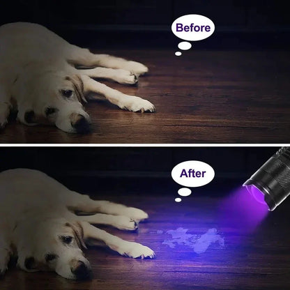 Oben: Hund auf Holzboden. Unten: UV-Taschenlampe zeigt Flecken auf Holzboden.