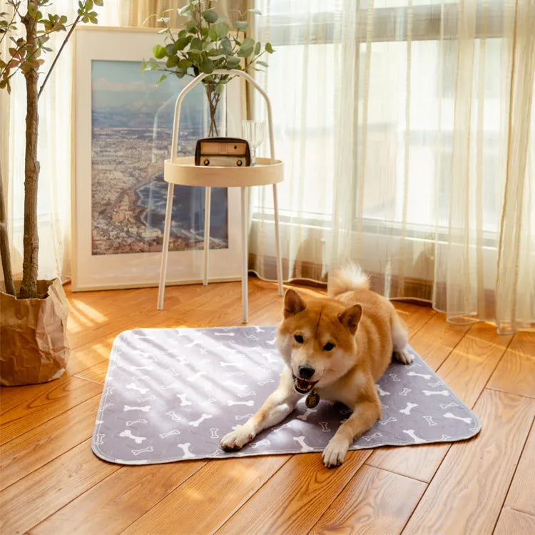 Shiba Inu auf grauer Hundematte mit Knochenmuster, Holzboden, helle Vorhänge, Zimmerpflanze.