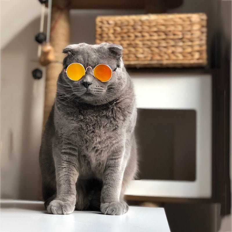 Graue Katze mit orangefarbenen Sonnenbrillen, sitzt auf Tisch, trendige Haustiermode.