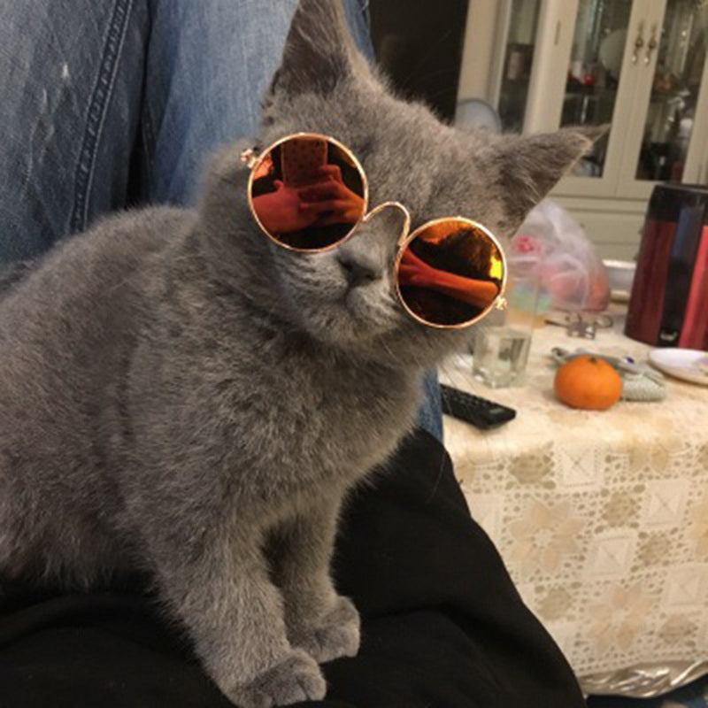 Graue Katze mit Sonnenbrille auf Tisch, niedlich, lustig, Haustier, Wohnzimmer.