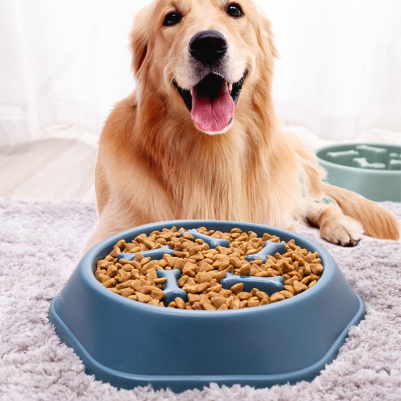 Goldener Retriever mit blauem Anti-Schling-Napf, gefüllt mit Trockenfutter, auf Teppich.
