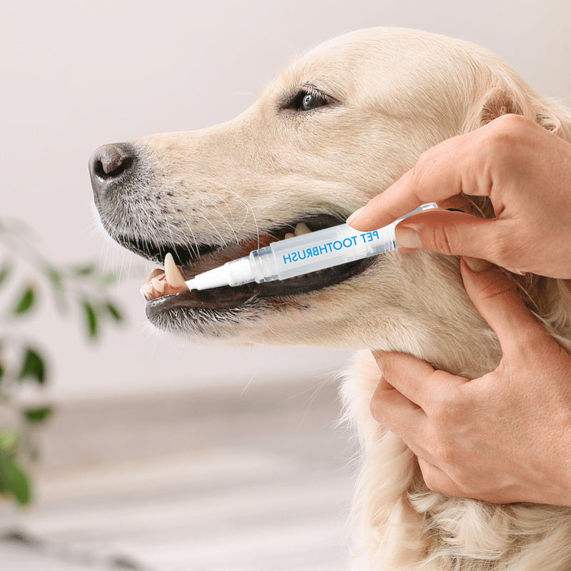 Hund mit Zahnbürstenstift, Zahnpflege für Haustiere, weiße Tube, Hand hält Stift, Zahnhygiene.