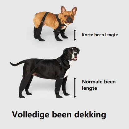Französische Bulldogge und Pitbull tragen schwarze Hundestiefel, vollständiger Beinschutz.