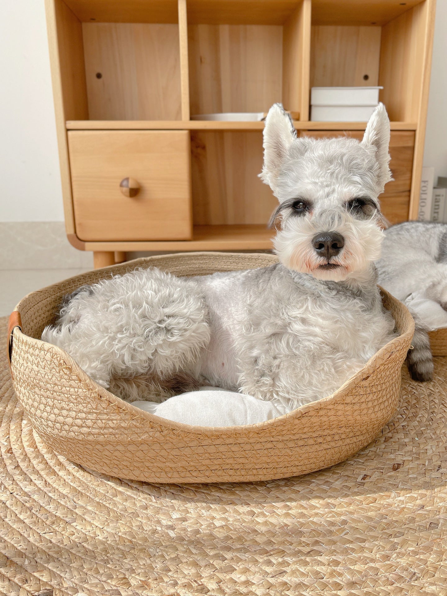 Grauer Zwergschnauzer in geflochtenem Hundebett vor Holzregal, gemütlich liegend.