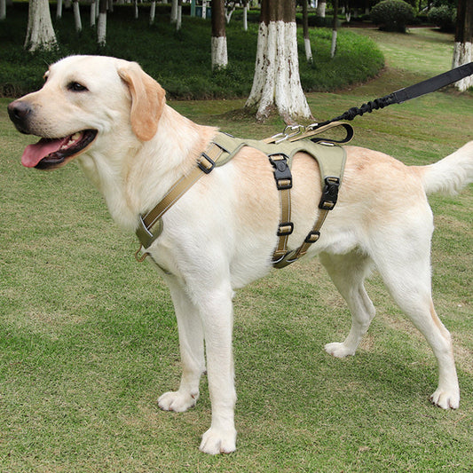 Gelber Labrador mit robustem, verstellbarem Hundegeschirr auf grünem Rasen.