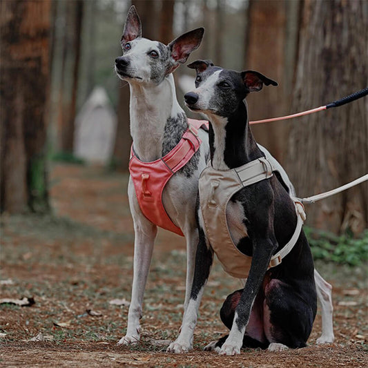 Zwei Hunde mit rosa und beigem Geschirr im Wald, atmungsaktiv und wasserdicht.