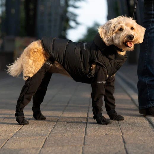 Hund in schwarzem Hundemantel und Stiefeln auf Gehweg, Outdoor-Hundebekleidung.