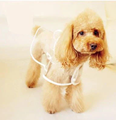 Brauner Pudel im weißen Hundemantel, Haustiermode, niedlicher Hund, stilvolle Hundebekleidung.