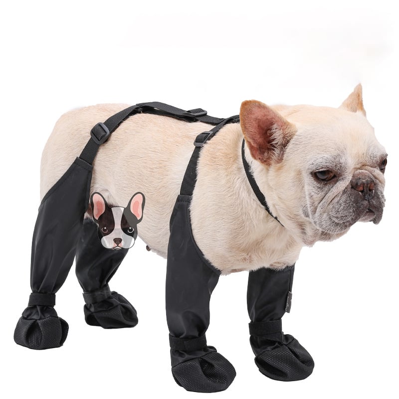 Französische Bulldogge in schwarzem Hunderegenanzug mit Pfotenschutz, wasserdicht.