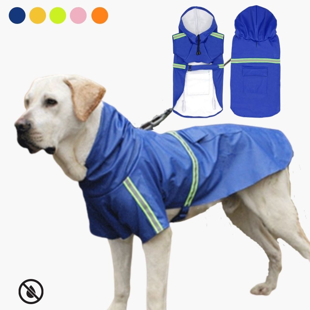 Labrador im blauen wasserdichten Hundemantel mit Kapuze und reflektierenden Streifen.