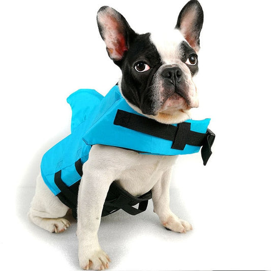 Französische Bulldogge in blauem Hundeschwimmweste, Sicherheitsweste für Haustiere.
