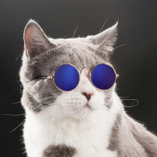 Graue Katze mit blauer Sonnenbrille, lustiges Haustierfoto, trendige Accessoires für Katzen.