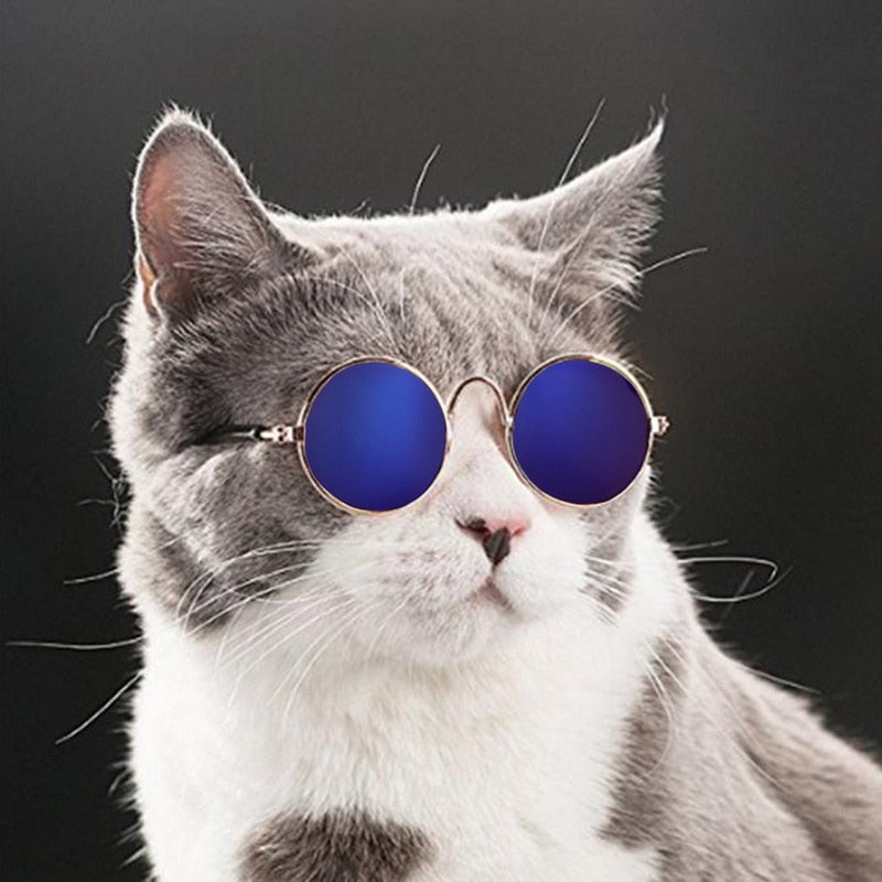 Graue Katze mit blauer Sonnenbrille, lustiges Haustierfoto, trendige Accessoires für Katzen.