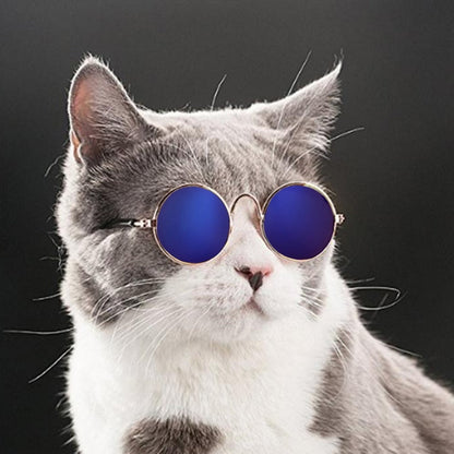 Graue Katze mit blauer Sonnenbrille, lustiges Haustierfoto, trendige Accessoires für Katzen.