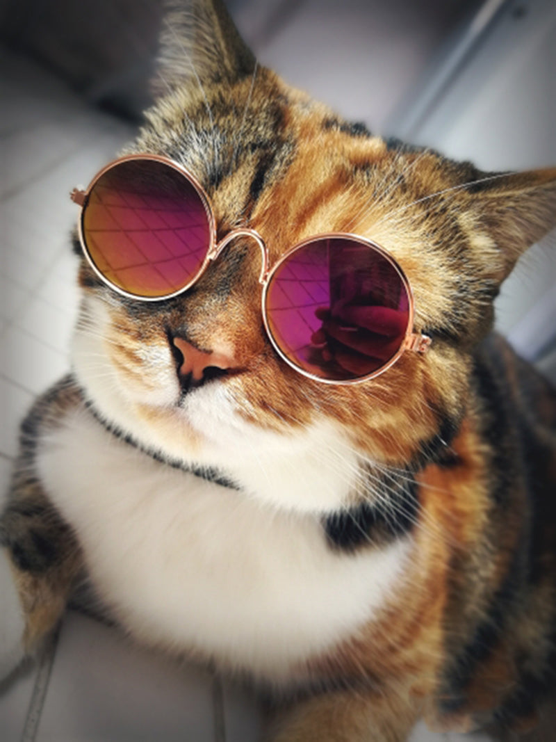 Braun-weiße Katze mit runder Sonnenbrille, modisch, Haustier, lustig, stilvoll, Nahaufnahme.