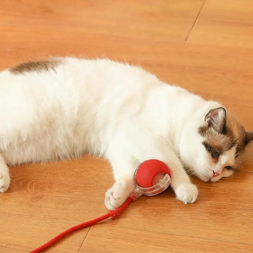 Weiß-braune Katze spielt mit rotem Ball auf Holzboden, Haustier, Spielzeug, Entspannung.