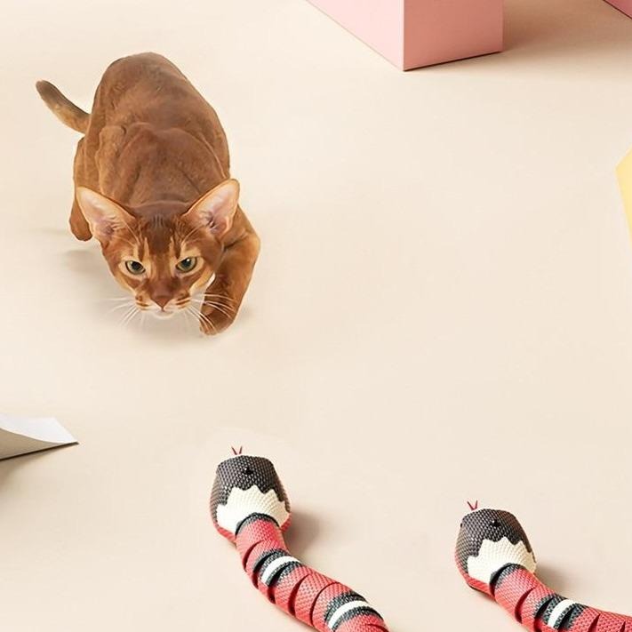 Brauner Abessinier-Katze spielt mit interaktivem Schlangen-Spielzeug auf beigem Hintergrund.