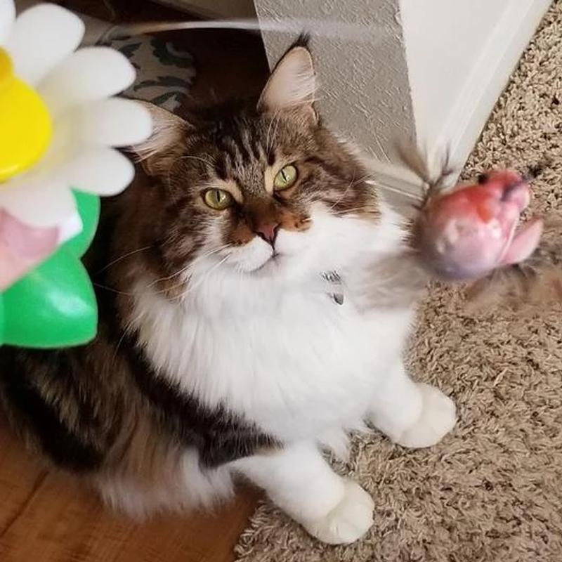 Langhaarige Katze spielt mit buntem Katzenspielzeug, Blume, Feder, drinnen, Holzboden.