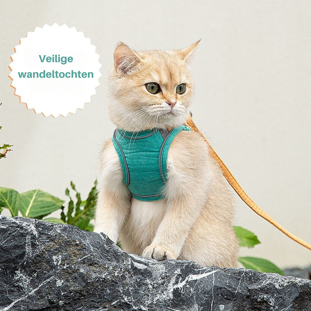 Katze mit grünem Geschirr auf Felsen, Leine, sicheres Spazieren, Haustierbedarf.