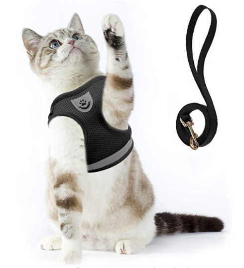 Siamkatze mit schwarzem Katzengeschirr und Leine, ideal für Spaziergänge, atmungsaktives Material.